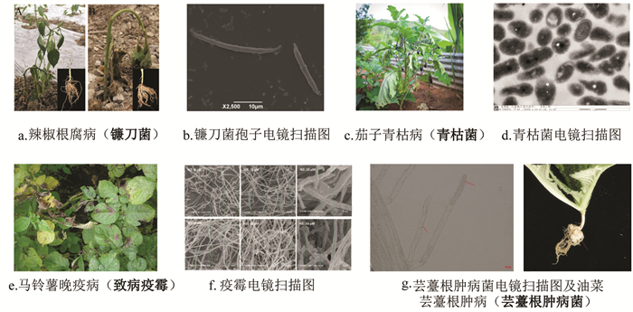 植物医学